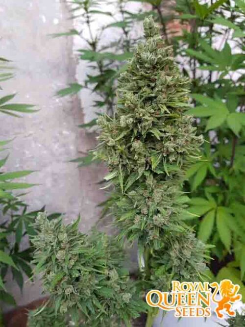 Painkiller XL RQS