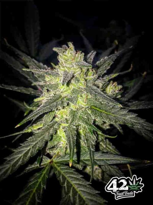 Amnesia Haze Auto Fast Buds