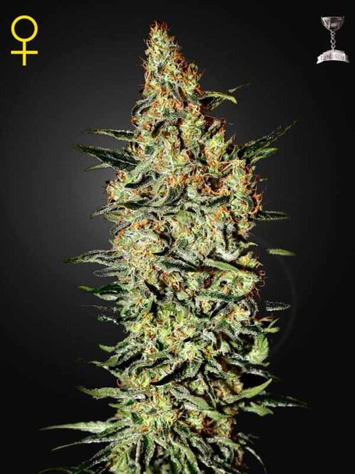 Neville's Haze Green House Seed