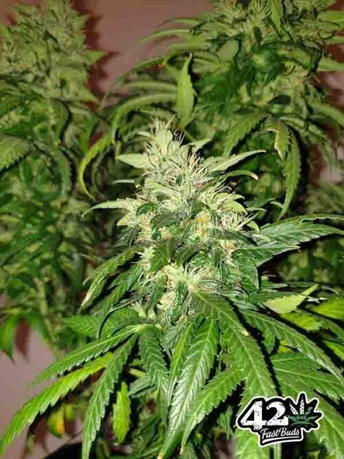 Northern Lights Auto Fast Buds