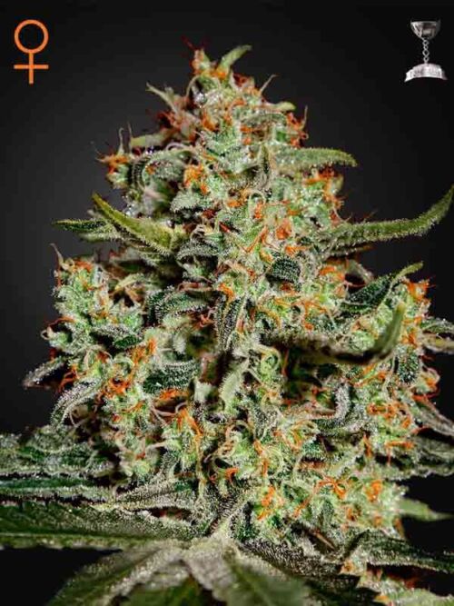 Big Bang Green House Seed