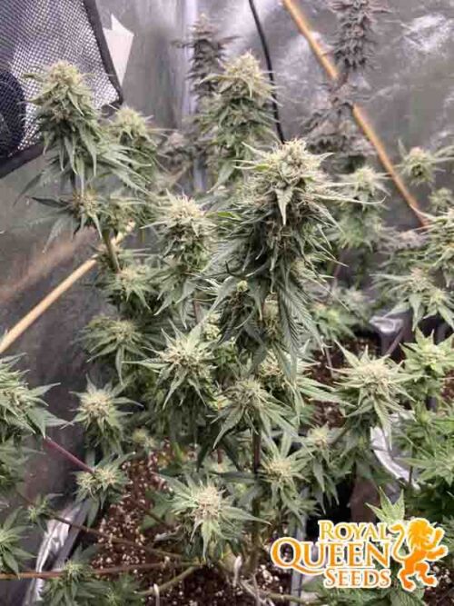 Pineapple Kush RQS