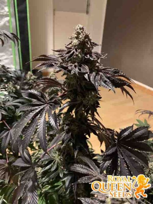 Royal Cookies RQS