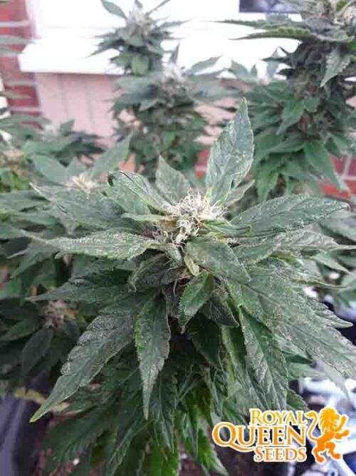 White Widow RQS