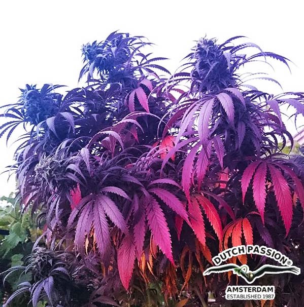 Kolorowe odmiany marihuany blog nasiona Bubba island Kush