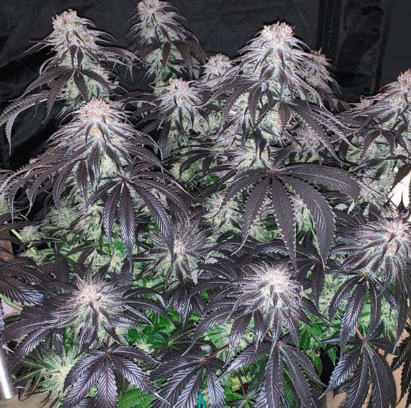 bubba-island-kush ciemne odmiany marihuany Dutch Passion