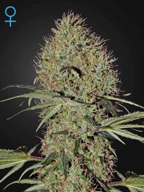 Super Bud Auto Green House Seed Nasiona marihuany