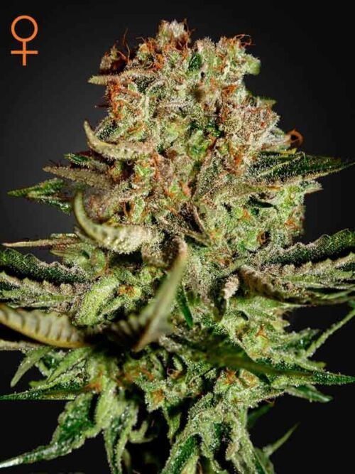 Super Bud Green House Seed Nasiona marihuany