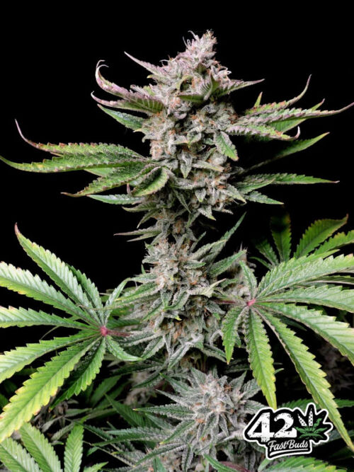 nasiona marihuany Cherry Cola Auto Fast Buds