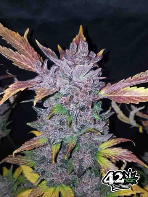 LSD-25 Auto Fast Buds
