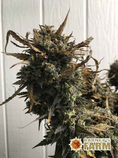 Tangerine Dream Auto Barneys Farm
