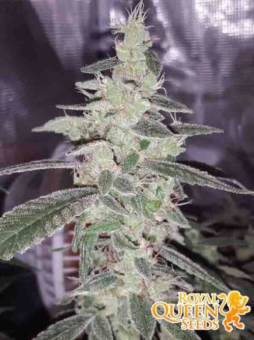Sour Diesel RQS