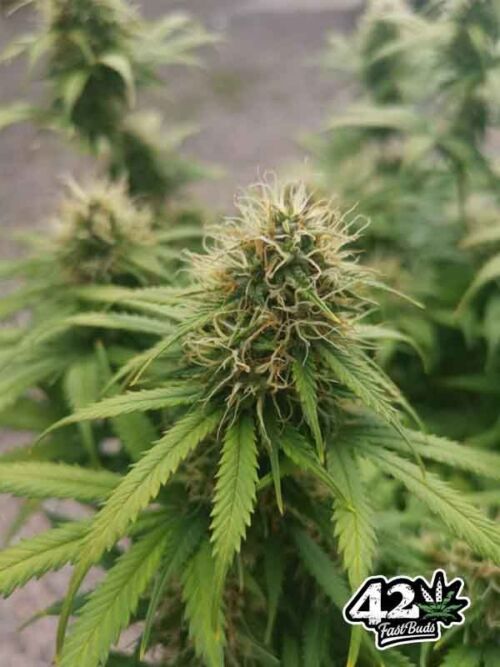 Critical Auto Fast Buds