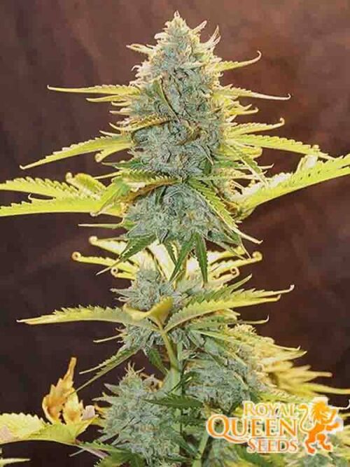 fat banana auto rqs