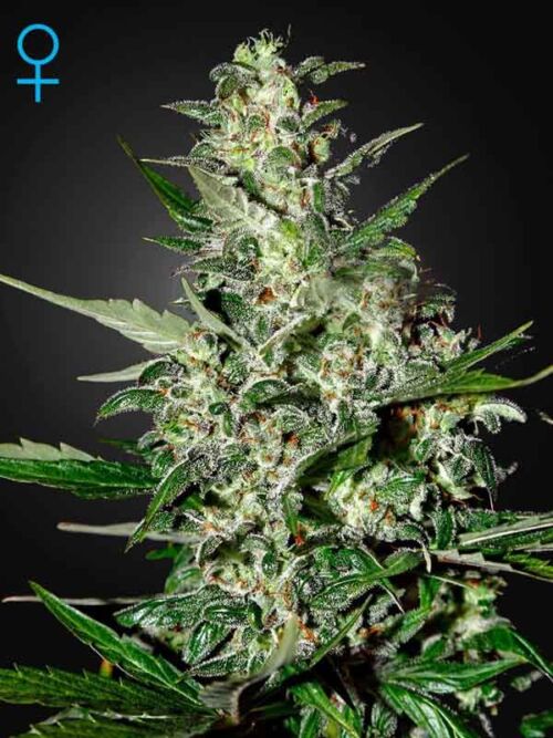 Super Critical Auto Green House Seed Nasiona marihuany