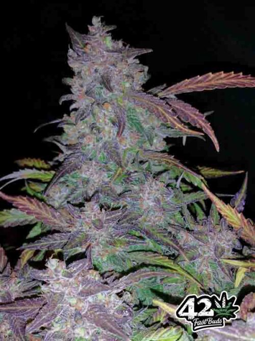Fastberry Auto Fast Buds