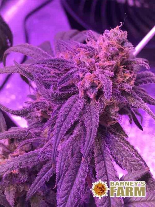 Peyote Critical Barneys Farms