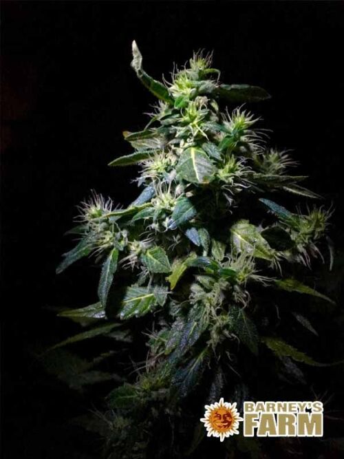 Blueberry Cheese Auto Barneys Farm