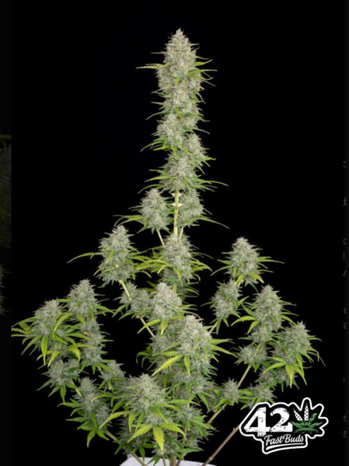 nasiona marihuany Orange Sherbet Auto Fast Buds