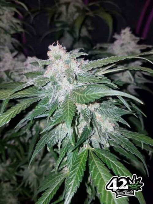 Tangie Auto Fast Buds