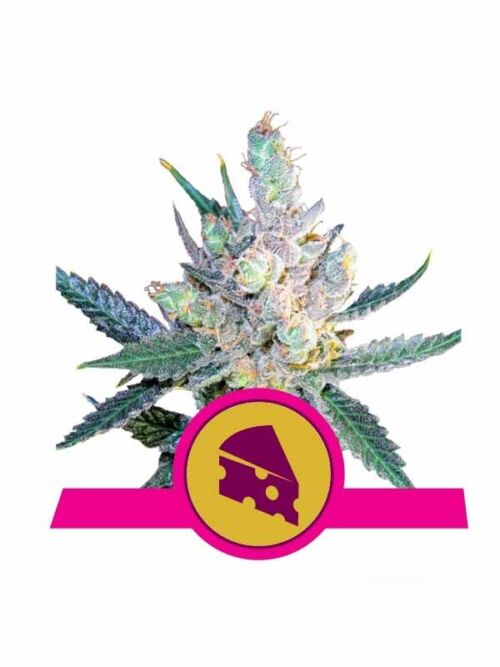 Royal Cheese Fast Version Royal Queen Seeds