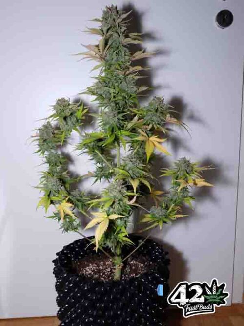 G14 Auto Fast Buds