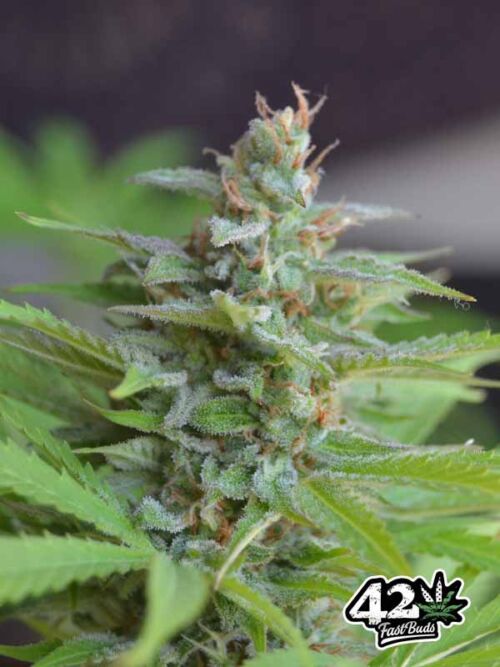 Cheese Auto Fast Buds