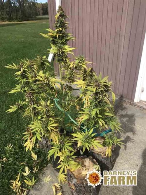 Pineapple Chunk Barneys Farm
