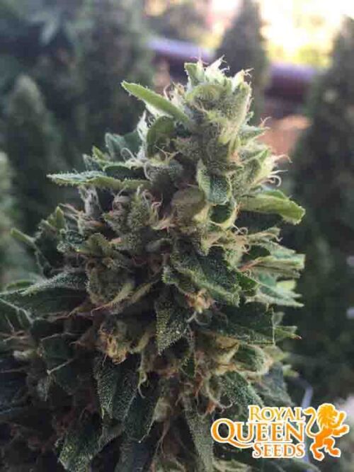 Royal Cheese Fast Version RQS