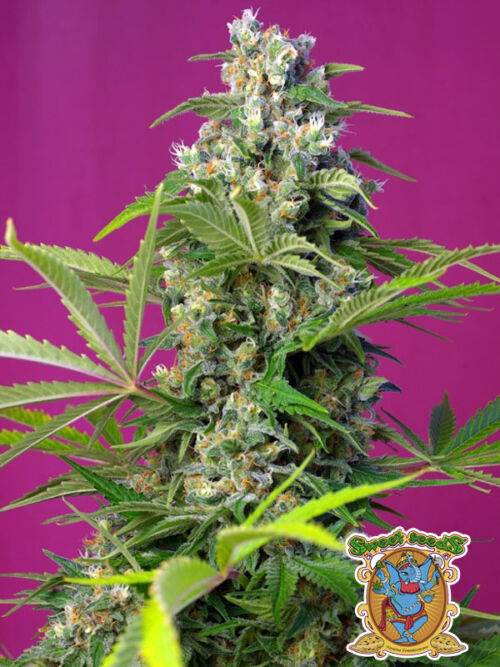 Gorilla Girl Sweet Seeds nasiona marihuany