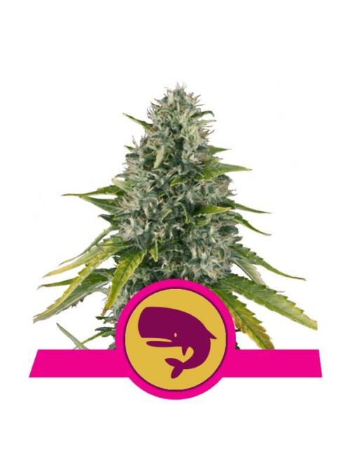 Royal Moby Royal Queen Seeds