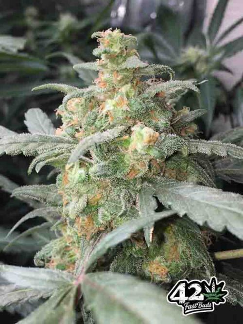 Green Crack Auto Fast Buds