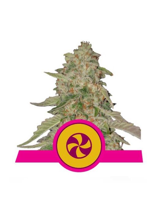 Sweet ZZ Royal Queen Seeds