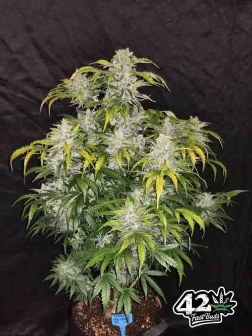 CBD Crack Auto Fast Buds