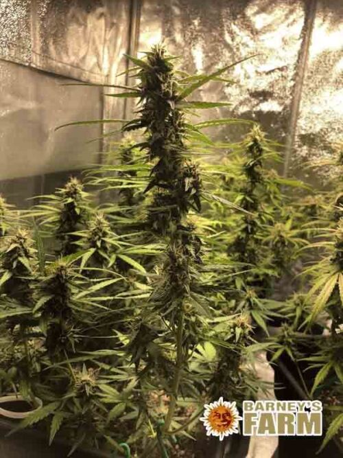 Purple Punch Auto Barneys Farm