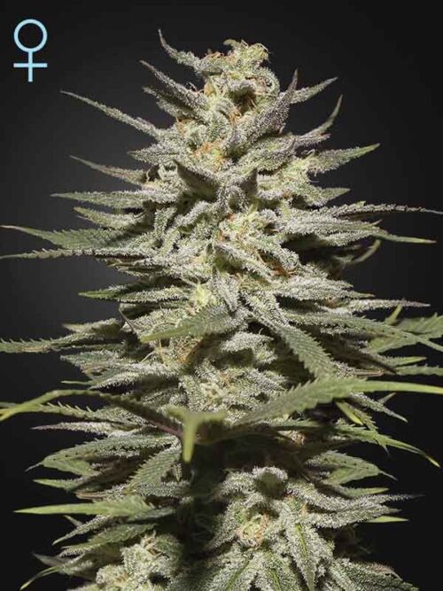 Super Lemon Haze CBD Green House Seed Nasiona marihuany