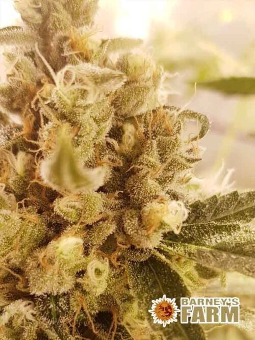 Tropicanna Banana Barneys Farm