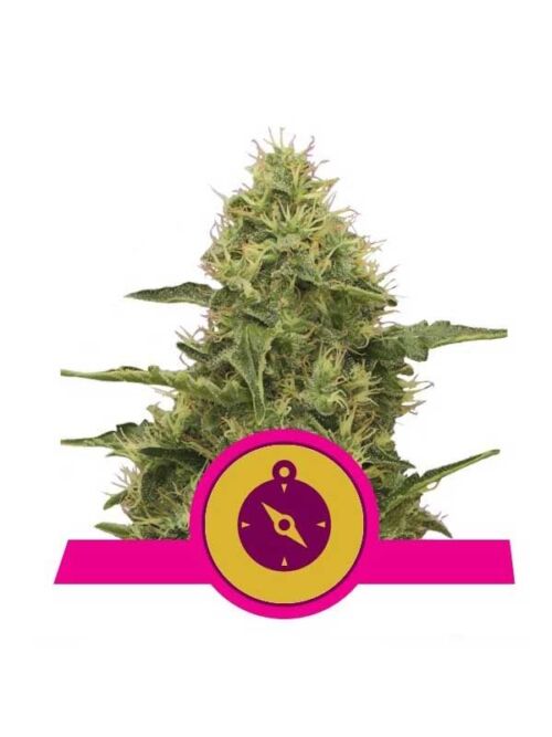Northern Light Royal Queen Seeds