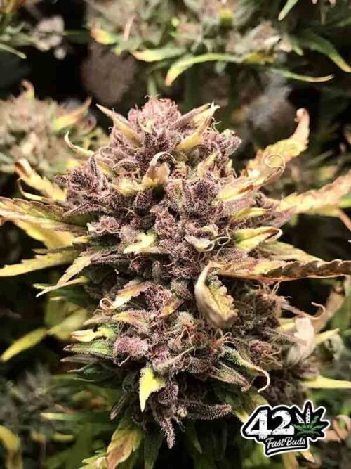 Purple Lemonade Auto