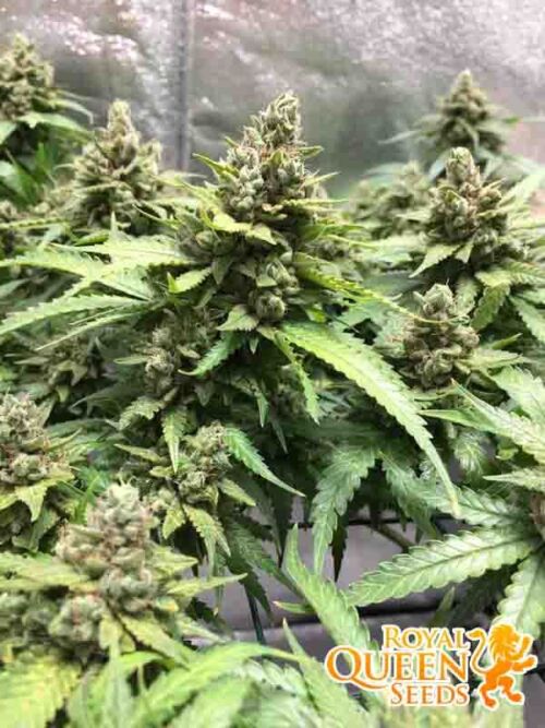 Northern Light RQS