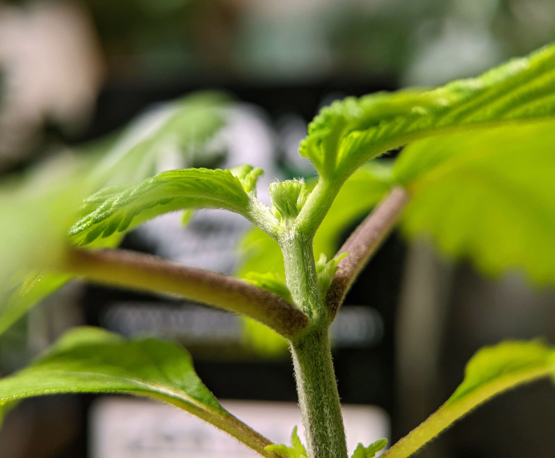 topping fimming FIM