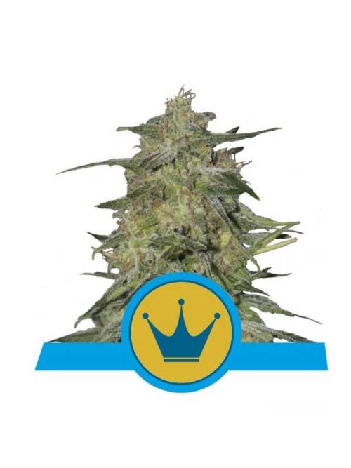 Royal Highness Royal Queen Seeds