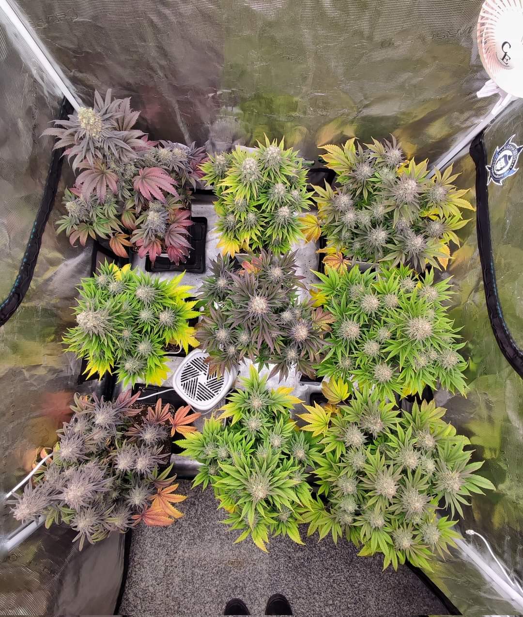 odmiany marihuany do growboxa