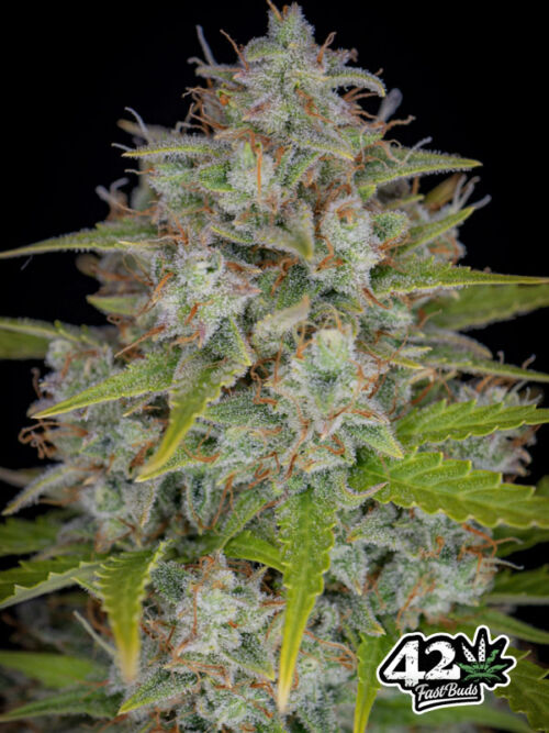 orange sherbet auto nasiona konopi indyjskich fast buds