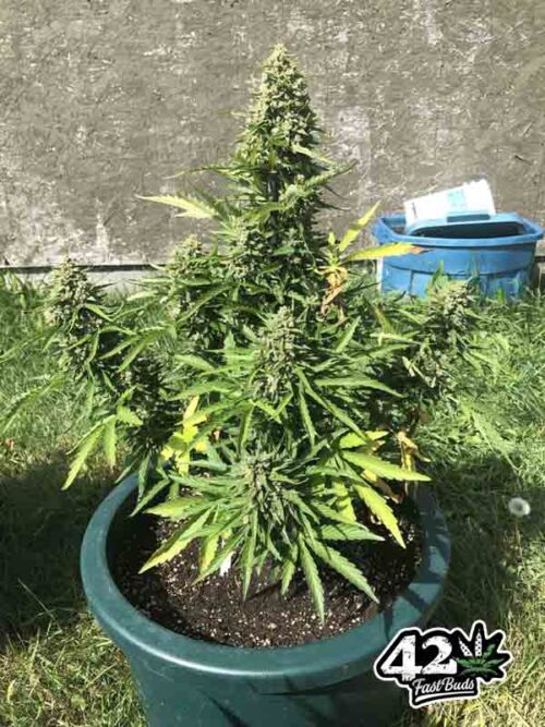 Jack Herer Auto Fast Buds