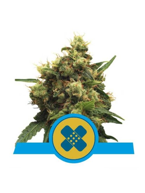 Painkiller XL Royal Queen Seeds