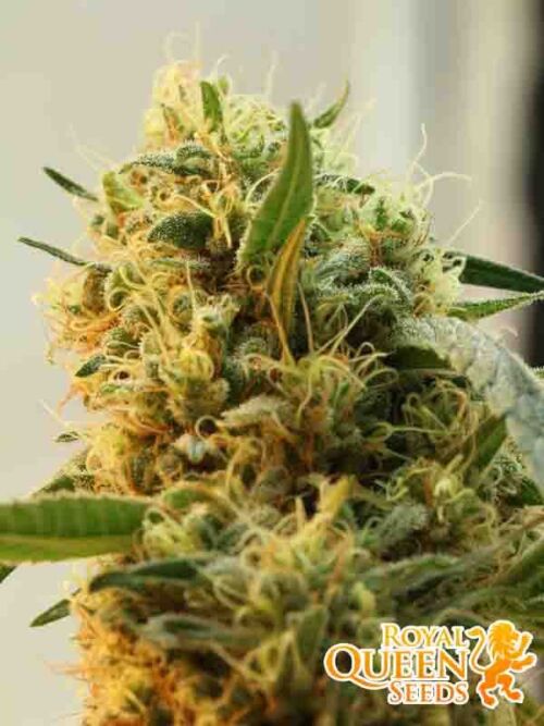Royal Highness RQS