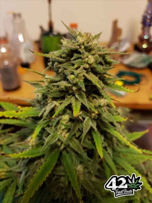 WEST COAST O.G Fast Buds