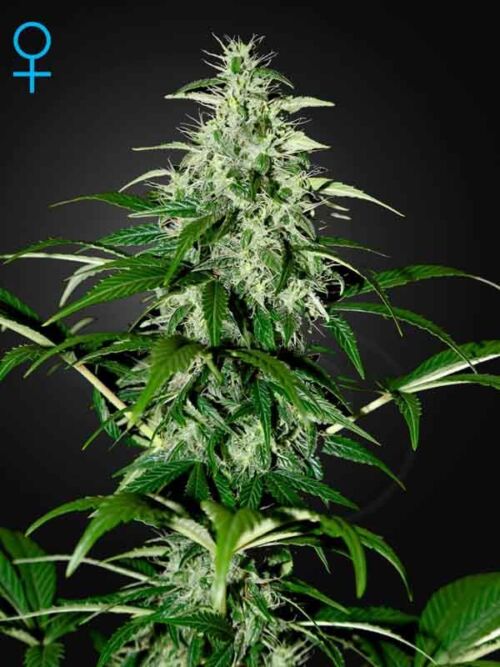 Kalashnikova Auto Green House Seed