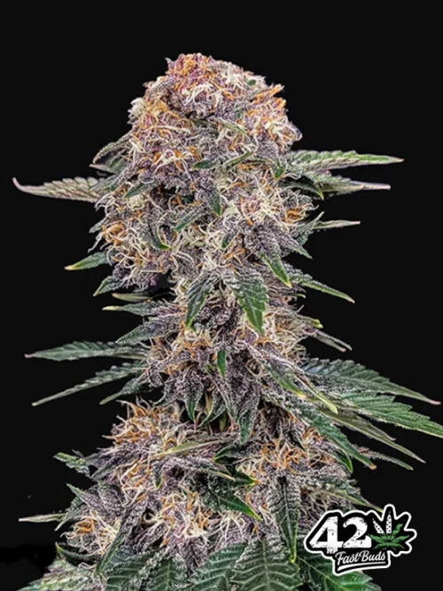 nasiona Automatyczne marihuany Cherry Cola Fast Buds
